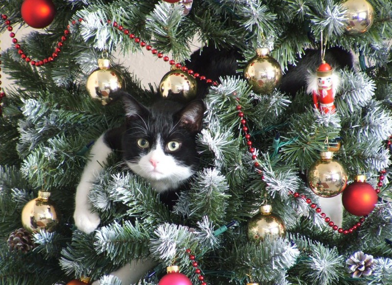 Как уберечь новогоднюю елку от кота